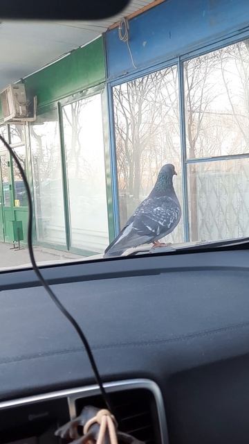 Голубь автостопщик