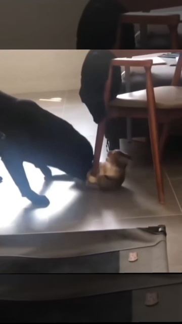 1000085067.mp4