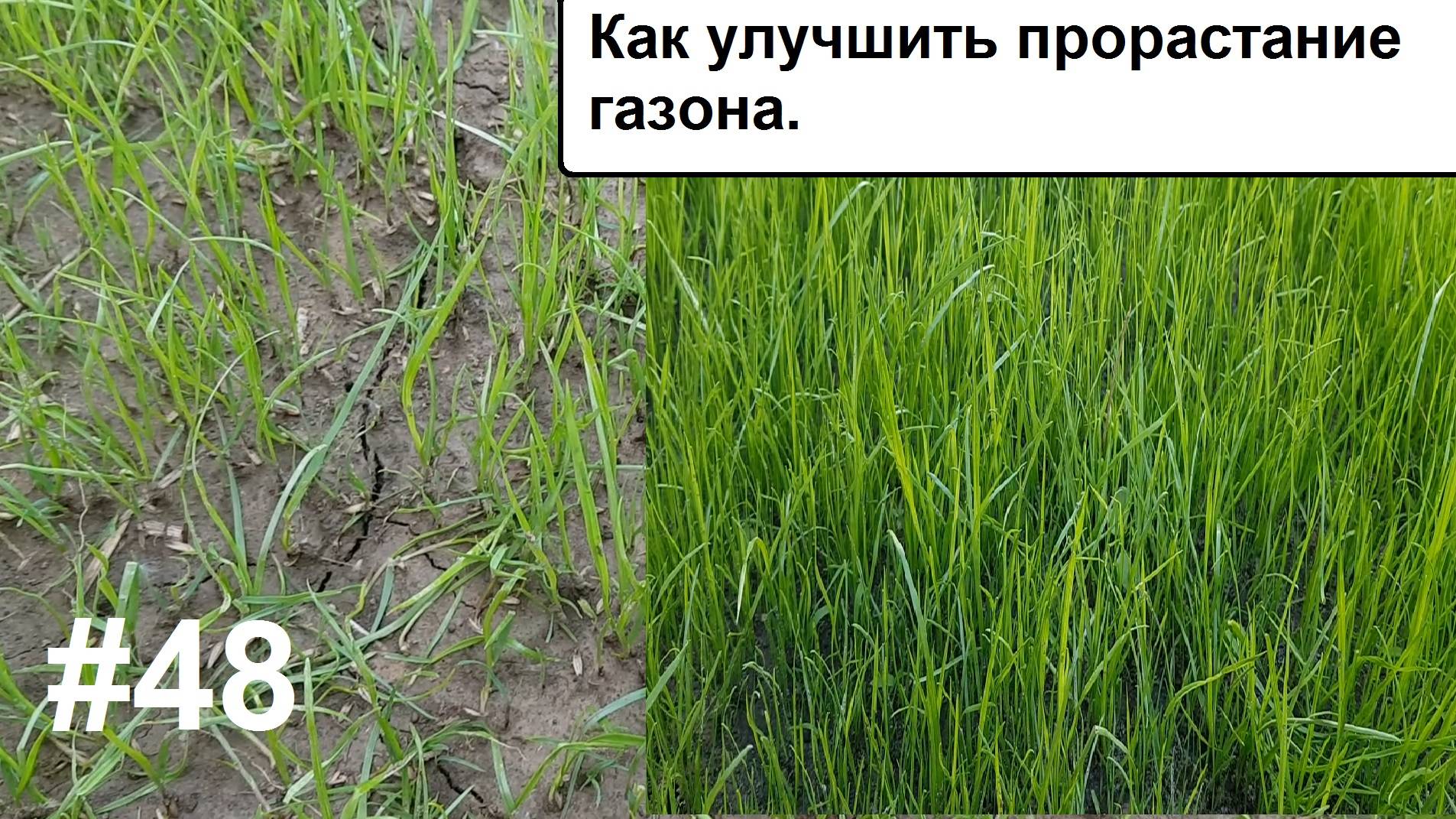 Как улучшить прорастание газона.