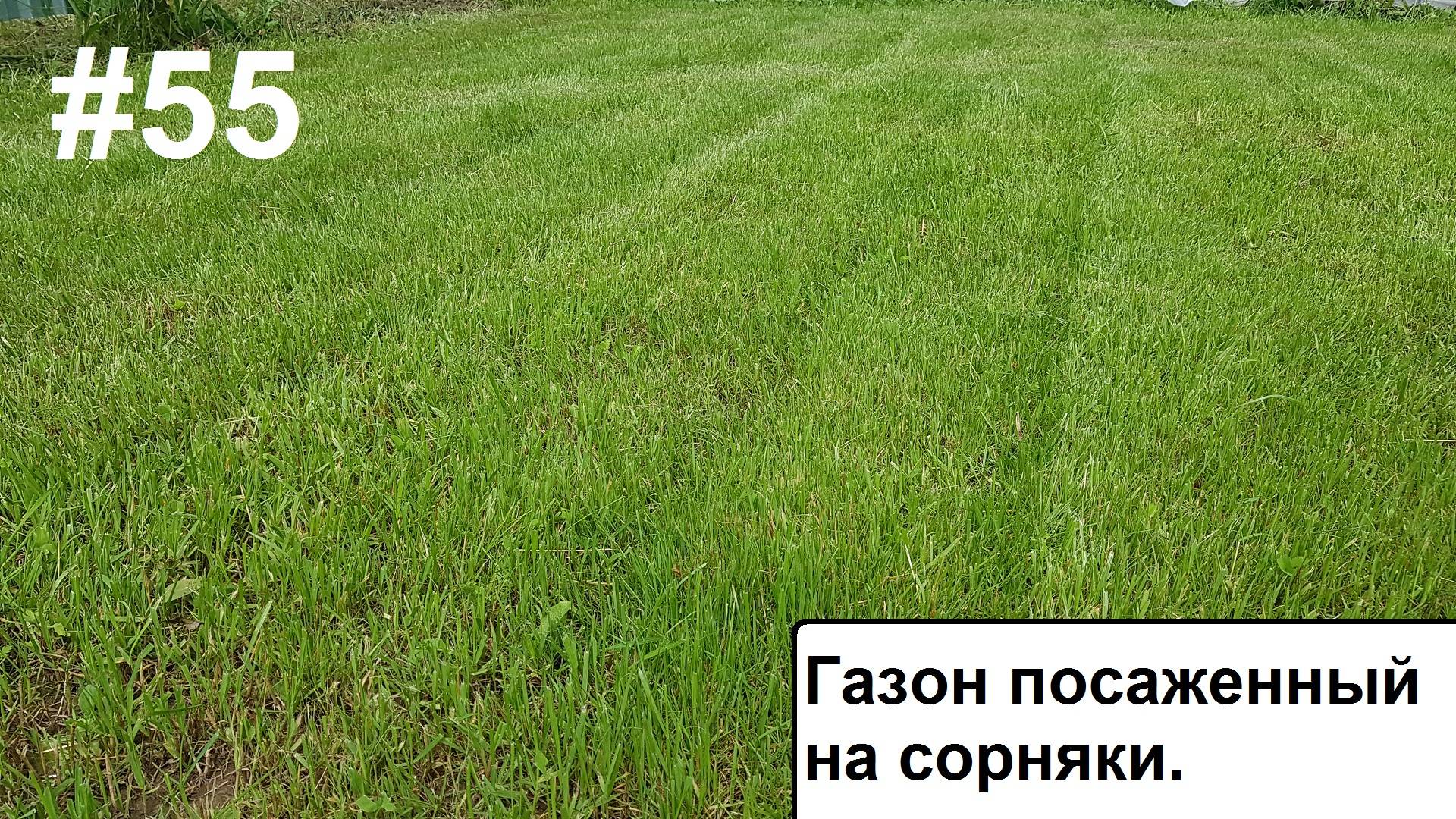 Газон на сорянки 2.