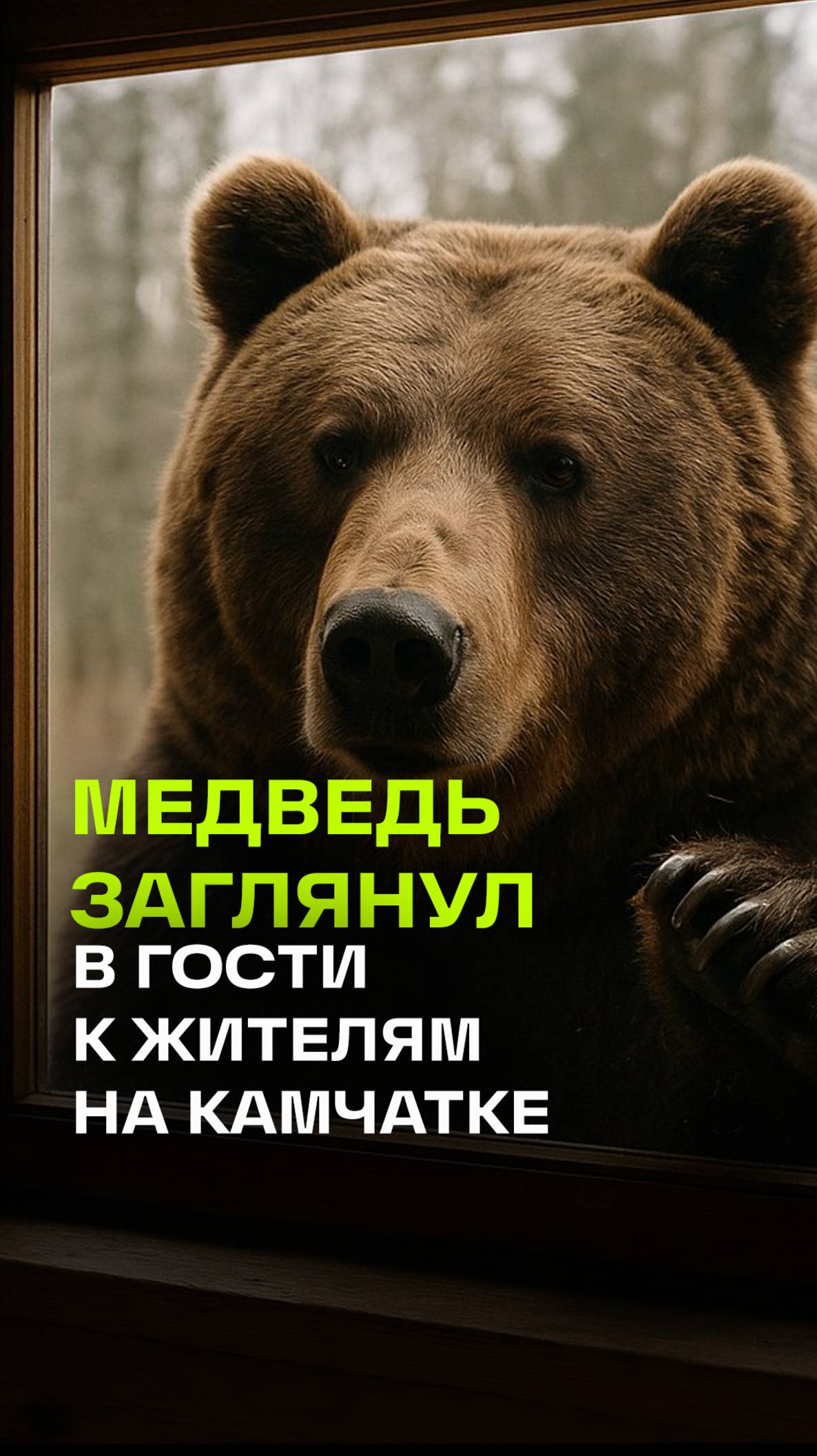 Сезон медведей на Камчатке: хищник заглянул в дом в Усть-Хаюрзово