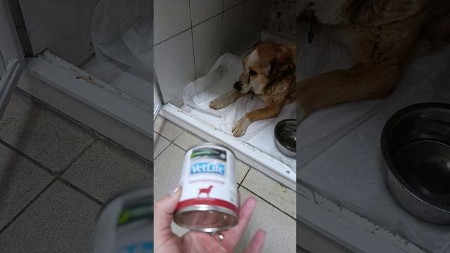 Тобик очень просит помощи в оплате лечения