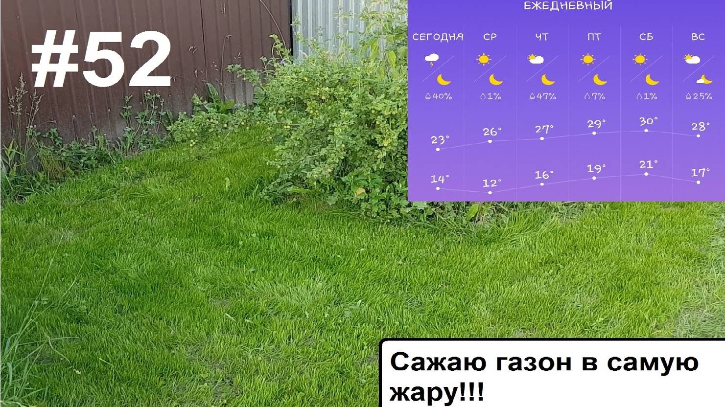 Сажаю газон в самую жару.