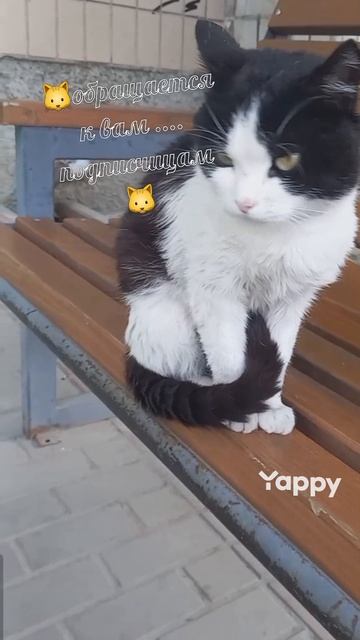 #котики #кошка #киса #домашниеживотные #кошки #пес #собакадругчеловека #собака #собаки #щенок #мимим