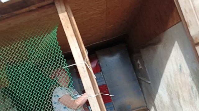 Перевели индюков в обработанный индюшатник