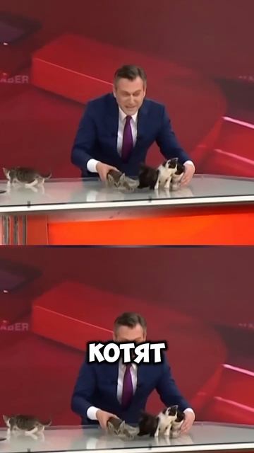 Милые котики