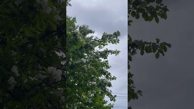 Цветущий июнь