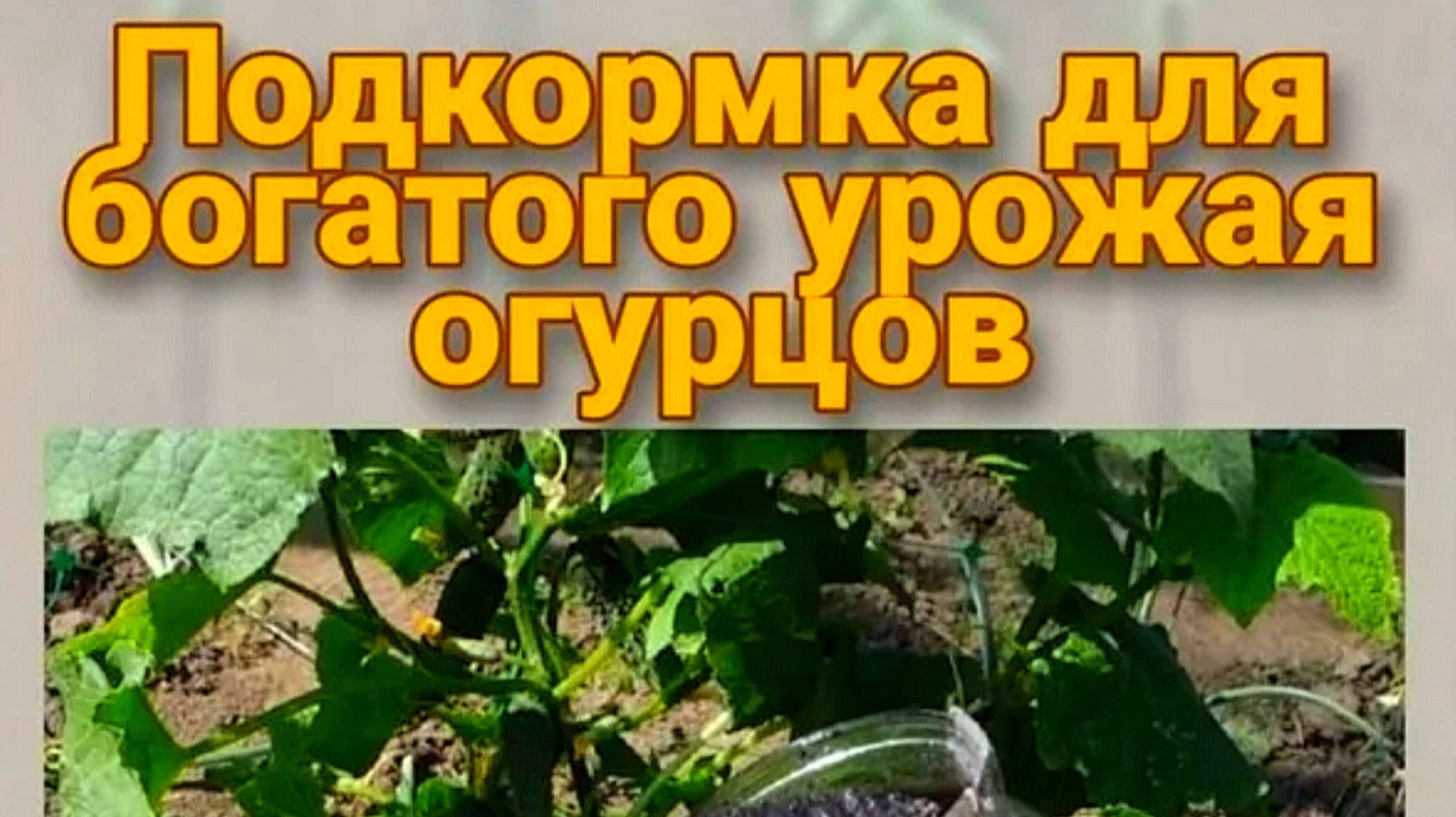 ЧЕМ ПОДКОРМИТЬ ОГУРЦЫ, КЛУБНИКУ