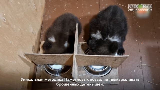 Встречаем новых мишек! 🐻