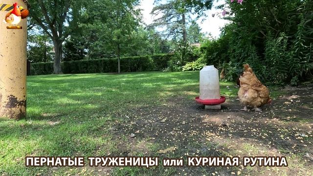 Куры несушки свободного выгула и их обычная куриная рутина – эпизод (424)