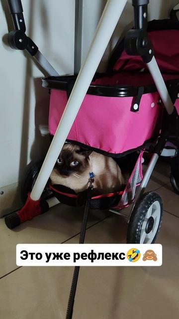 Это уже рефлекс 🤣🙈