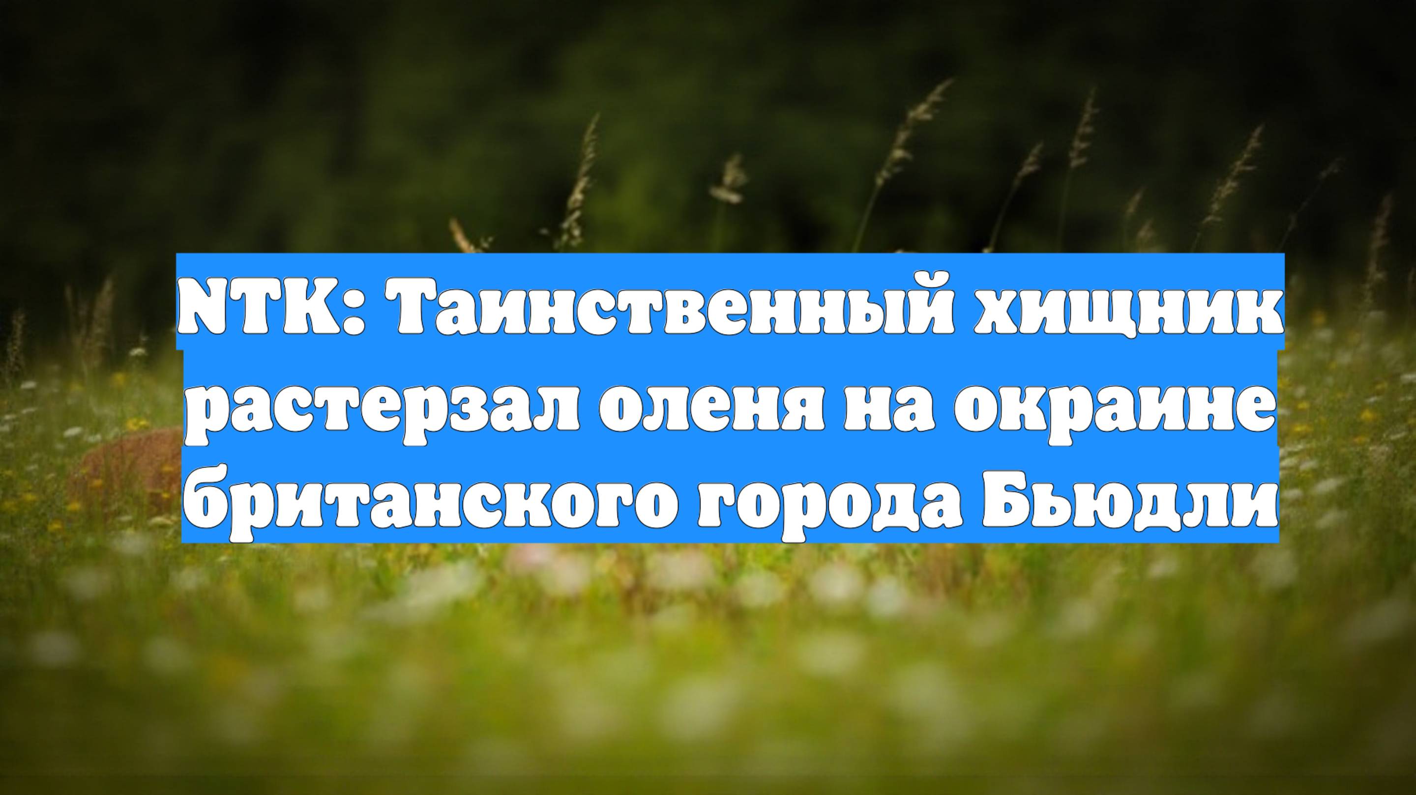 NTK: Таинственный хищник растерзал оленя на окраине британского города Бьюдли