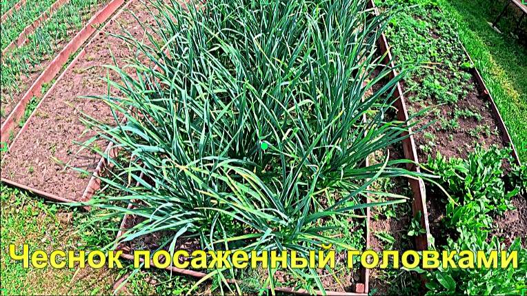 "Чеснок посаженный цельными головками."#сад#огород#дача