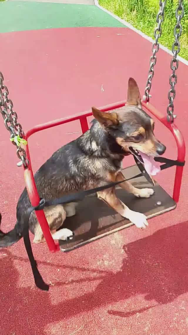 Прогулка с Гульфиком 🐕или с собакой
Ржака
