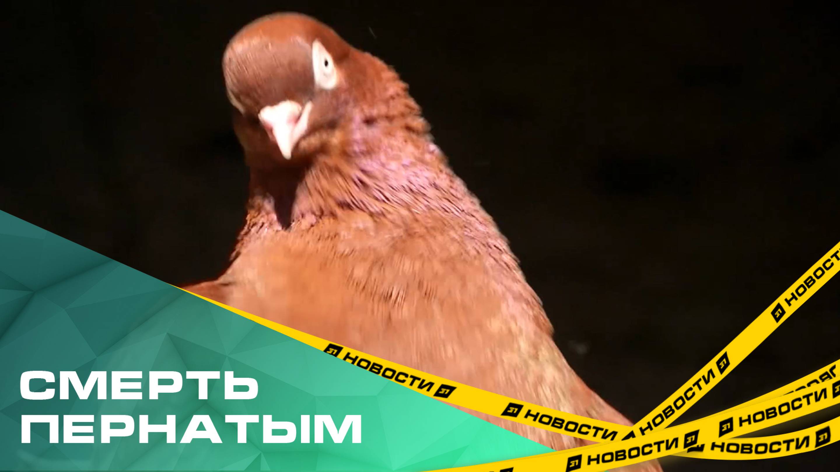 Смерть пернатым. Челябинцы объявили войну голубям. Чем птицы мешают городу?