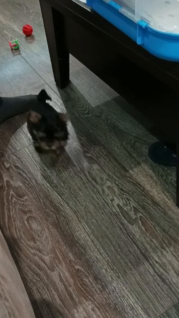 Что для меня игра? Это вся моя жизнь. Могу повеселить и развлечь кого угодно, главное хозяин радом.