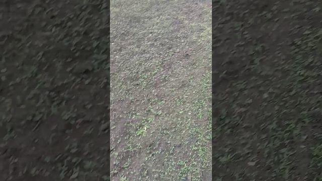 Во втором огородчике перепашу часть земли.mp4