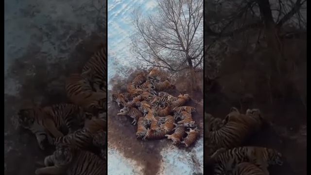 ❗️В китайском Харбине находится крупнейший тигриный заповедник в мире — здесь живут десятки амурс...