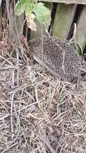 hedgehog