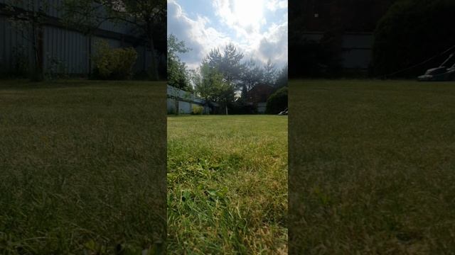 🧹🧺🏡 Лечу бенгальскую кошку Пришло время косить