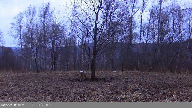 Косуля на солонце, видео с фотоловушки