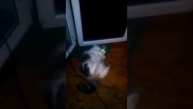 Дуся и коврик
