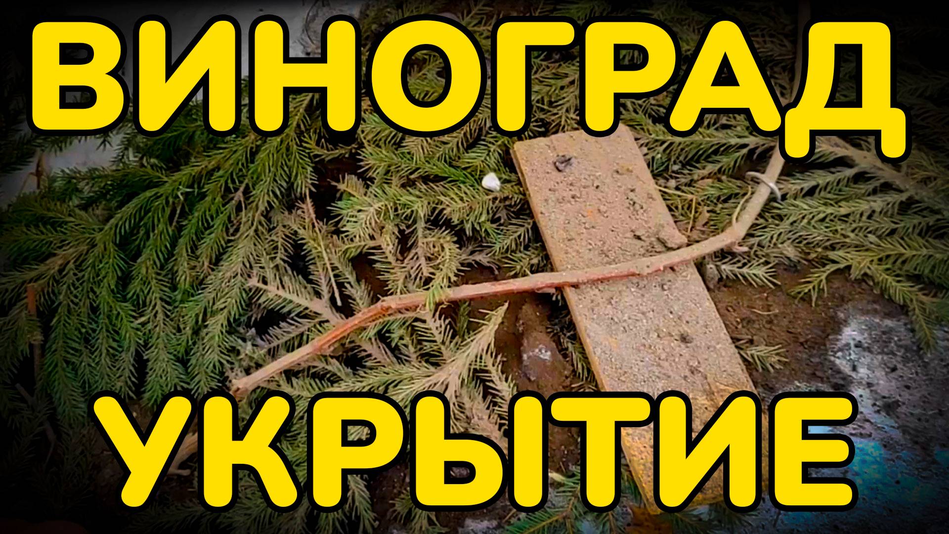 Как укрыть ВИНОГРАД на зиму, чтобы весной был ЩЕДРЫЙ урожай! Главные СОВЕТЫ и ОШИБКИ