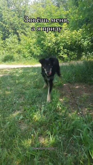 Вжик в добрые руки