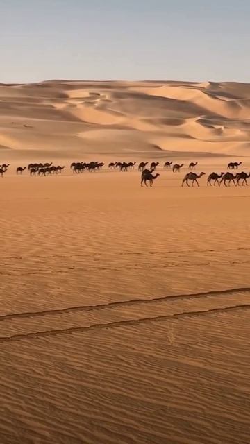Desert Live 🏜