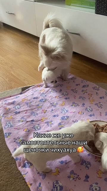 двое мальчишек свободны и ждут своих новых хозяев 🥰😍🙏🏻
#чихуахуа #купитьчихуахуа #купитьчихуа #п