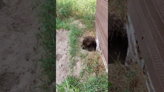 Обзор нашего огорода 🥹 Что у нас растет и наш провалившийся туалет 😅
