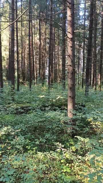 Звуки природы парк Горушка Ярославская область