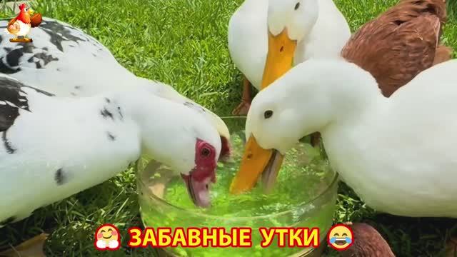 Забавные утки мускусные и пекинские на свободном выгуле ч.(62) ❣️🤗😂