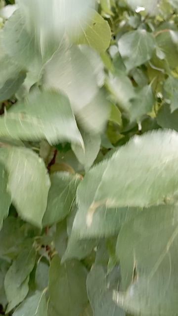 Природа.mp4