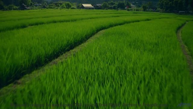 Музыка, перед которой не устоит даже ваш кот! - Coming Storm -- Ketsa -- Abundance