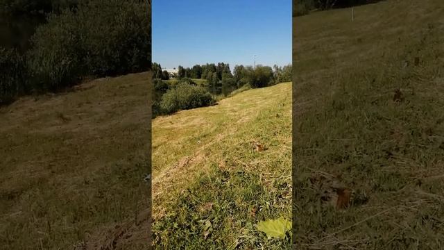 Почему мы не сажаем общественные плодовые сады? Жадин?
