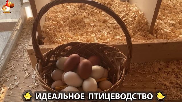 Идеальное птицеводство достойно восхищения 🐓🦆🦢🦚🦃🐔 эпизод (242)