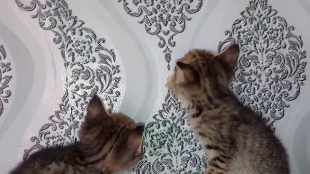 День готовки🧑🏼🍳Обзор нашего дома и участка🏡