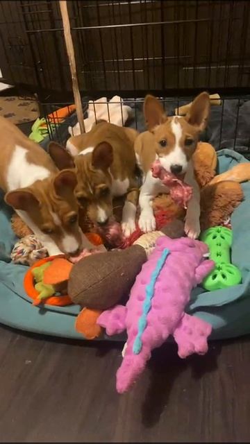 VID-20240823-WA0012.mp4