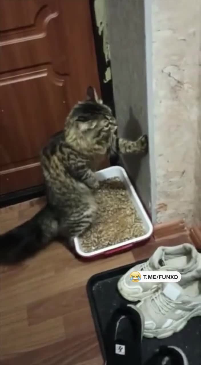 У хозяина научился😄