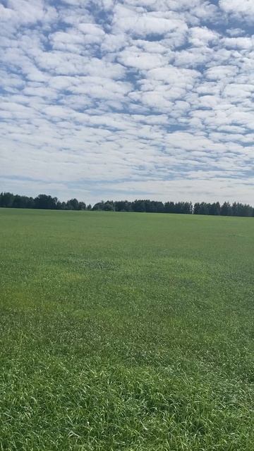 Трава наросла, жду покоса