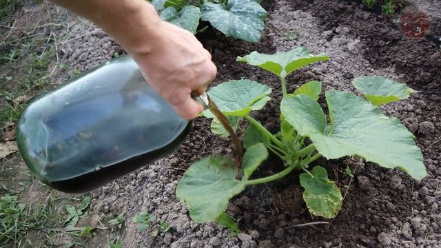 Первая подкормка для кабачков в июне чтобы начали быстро и обильно плодоносить.