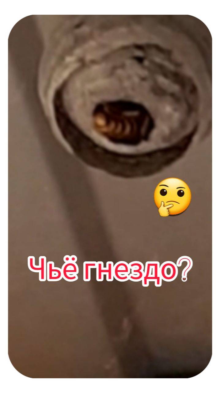 Чьё гнездо