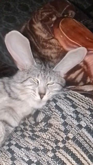 VID_20250502_223728_157.mp4
