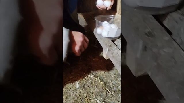 Немного о наших курочках. Их не сложно держать, зато всегда свежие яички.Порода Декалб Уайт.