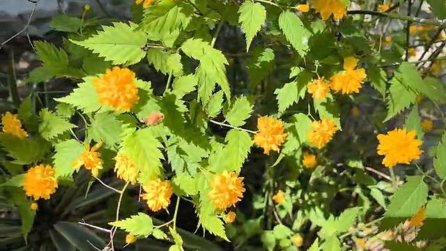 Керрия японская. Видео Л.П. Юрчишко