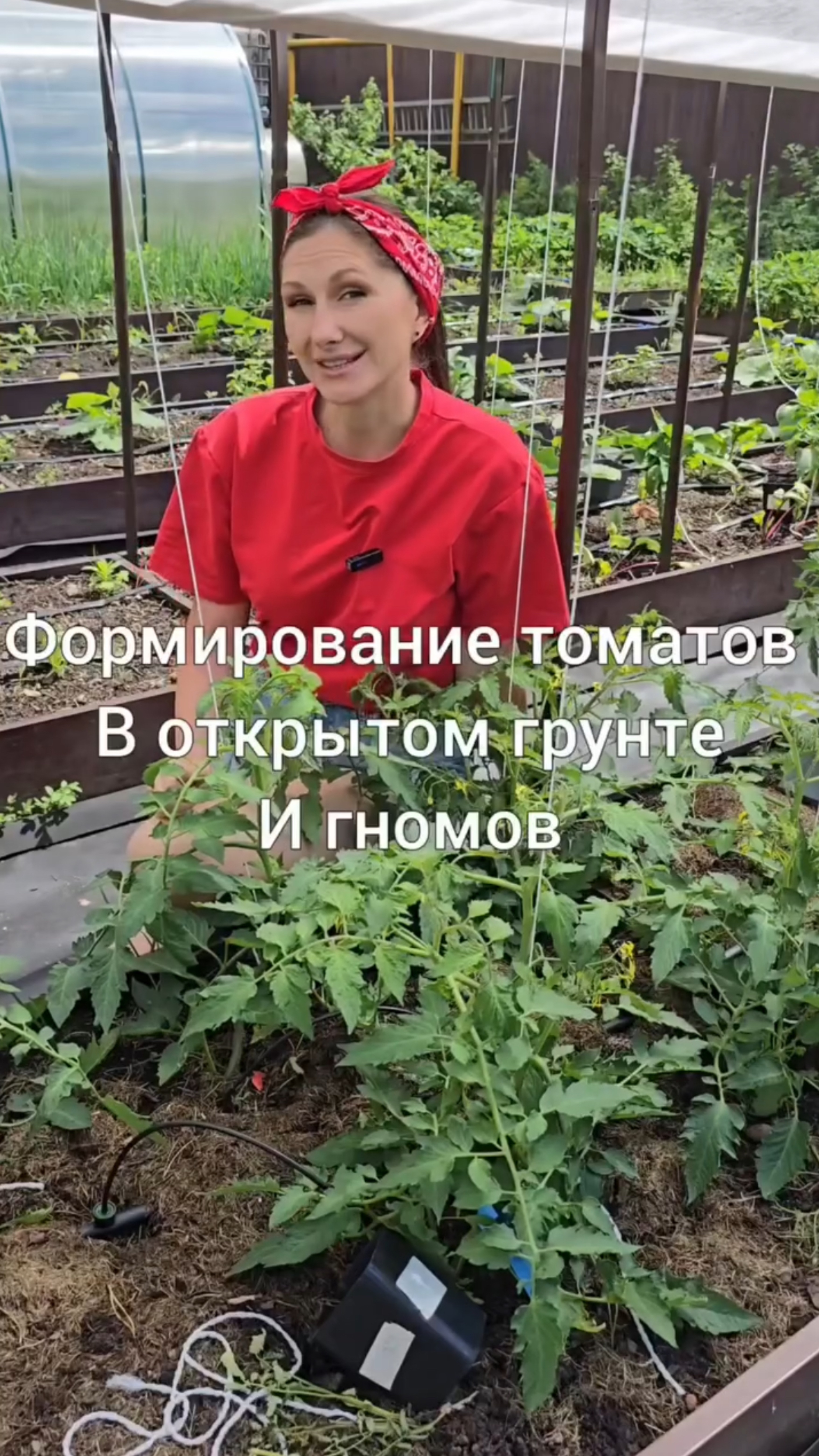 Формирование томатов в ОГ и гномов