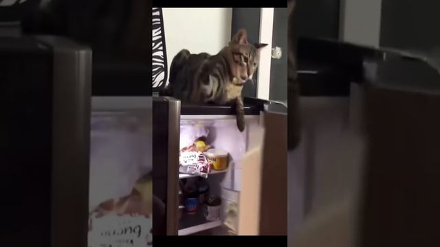 коты