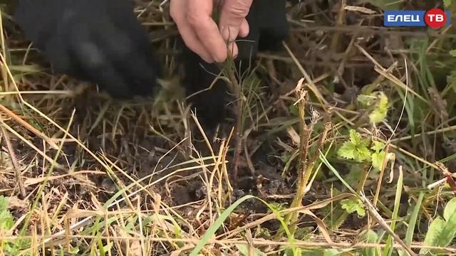 «Кедры России»: первые саженцы приехали из Калининграда в Елец