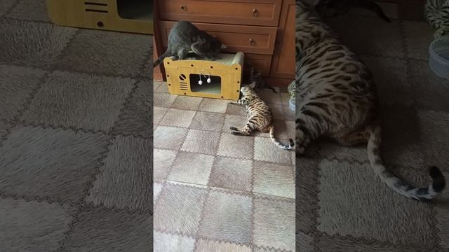 1000063189.mp4